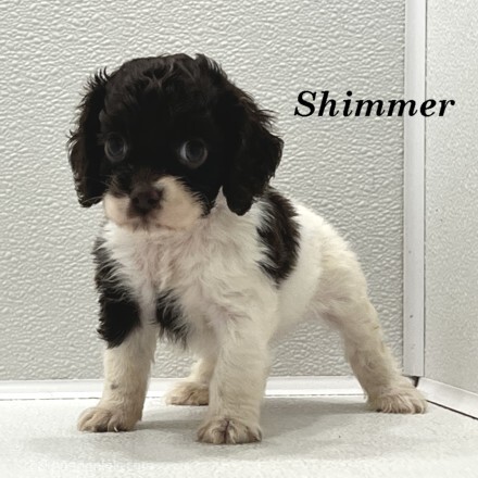 puppy, for, sale, Cocker Spaniel, Joe & Cherri  Overlease, dog, breeder, Miller, MO, dog-breeder, puppy-for-sale, forsale, nearby, find, puppyfind, locator, puppylocator, aca